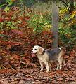 Wandeling van Monke en Judith op 21-10-2012 (58)
